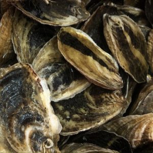 EEL TOWN Market Oyster Shelter Island Home Delivery